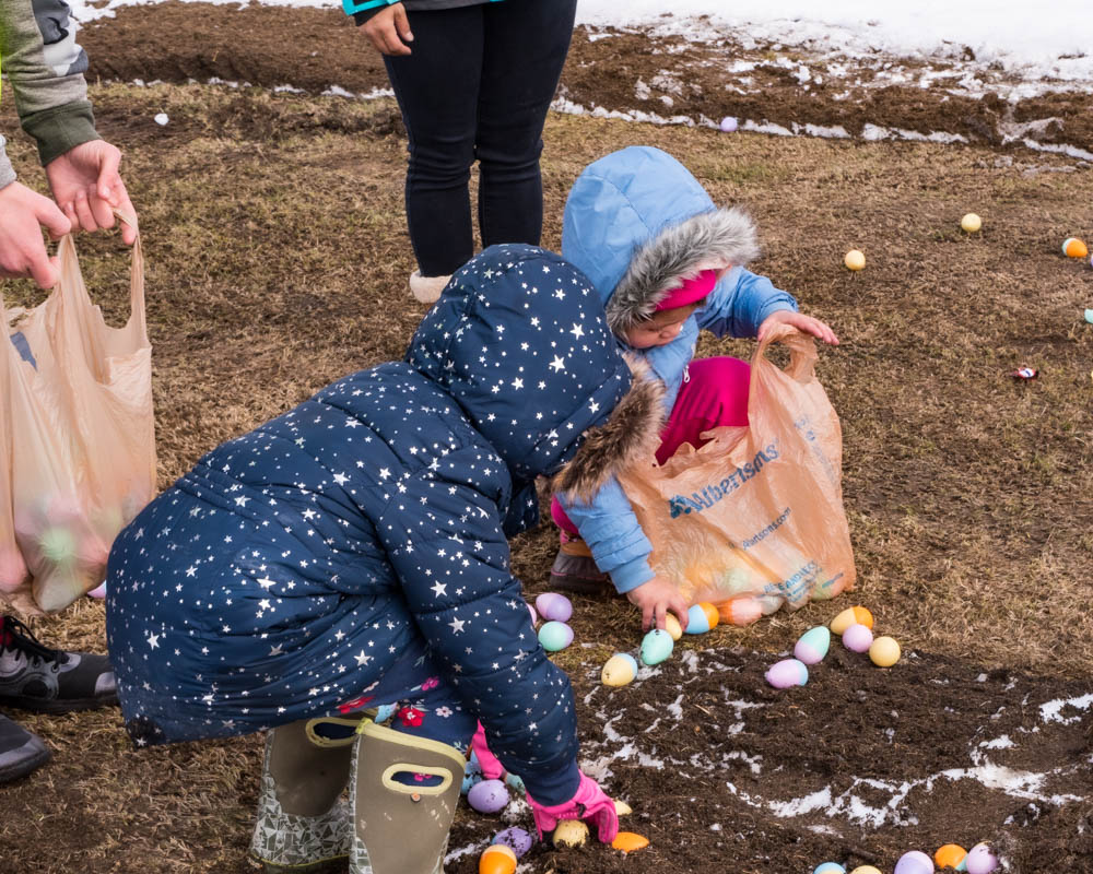 collecting eggs